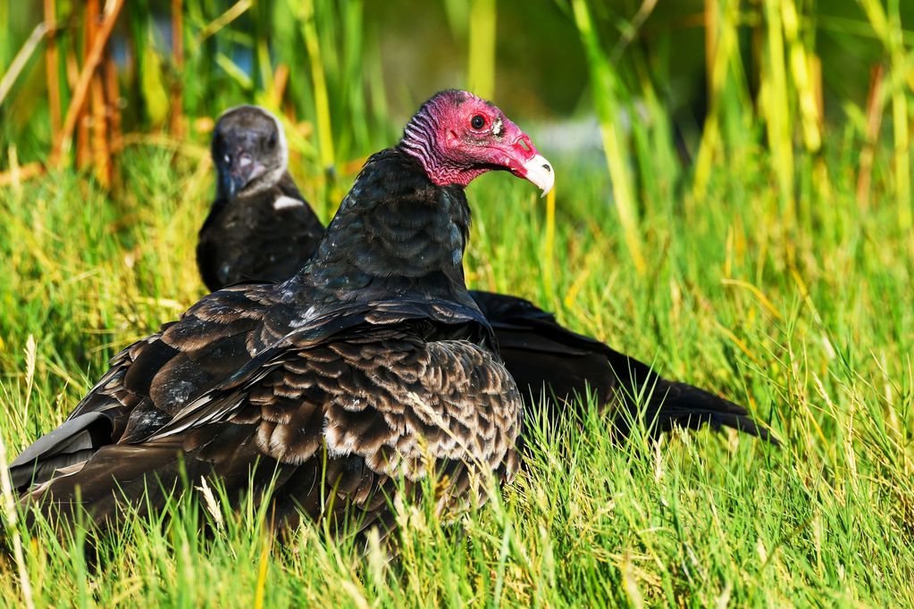 Turkey Vultures in the grass