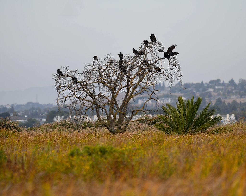 Turkey Vultures perched on an old oak tree just off the Carquinez Strait shoreline