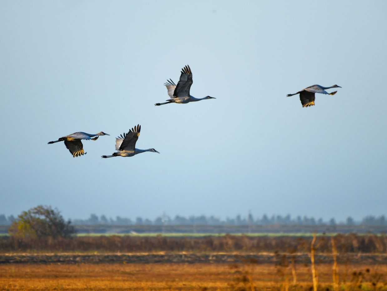 Sandhill Cranes in flight at Woodbridge Ecological Reserve