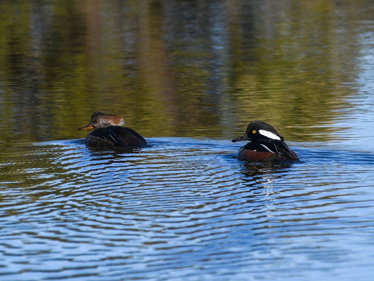 A pair of Hooded Merganser ducks paddling on the water