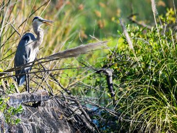 Great Blue Heron, Big Break Regional Shoreline Park, Birds of the California Delta