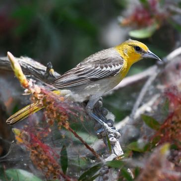 Bullock's Oriole perched in a tree on Bethel Island