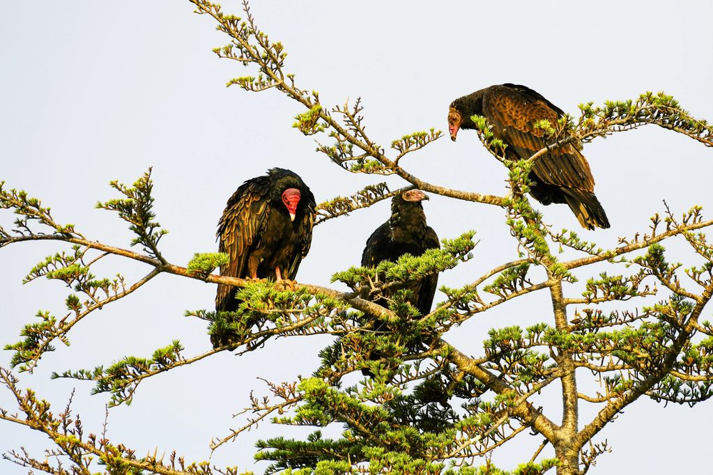 Turkey Vultures in a tree