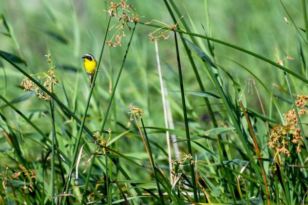 Common Yellowthroat perched on a reed at Pacheco Marsh