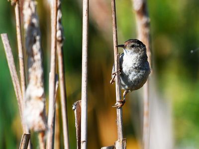 Marsh Wren clinging to a a tall reed at Pacheco Marsh