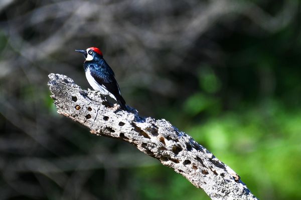 Acorn Woodpecker, Mt. Wanda, Birds of the California Delta