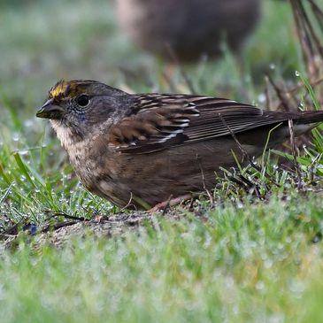 Golden-crowned Sparrow foraging for food at Radke Park