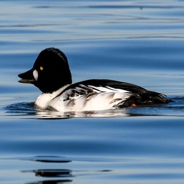 Common Goldeneye at Radke Park