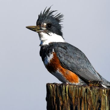 belted Kingfisher, Martinez Marina, Birds of the California Delta