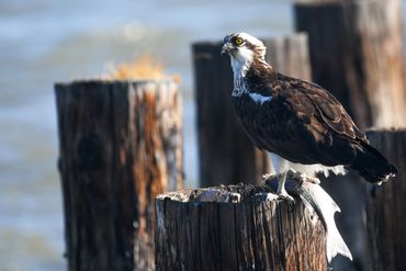 Osprey eating fish