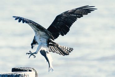 Osprey on pylon, Osprey, Carquinez Strait, Osprey catching fish