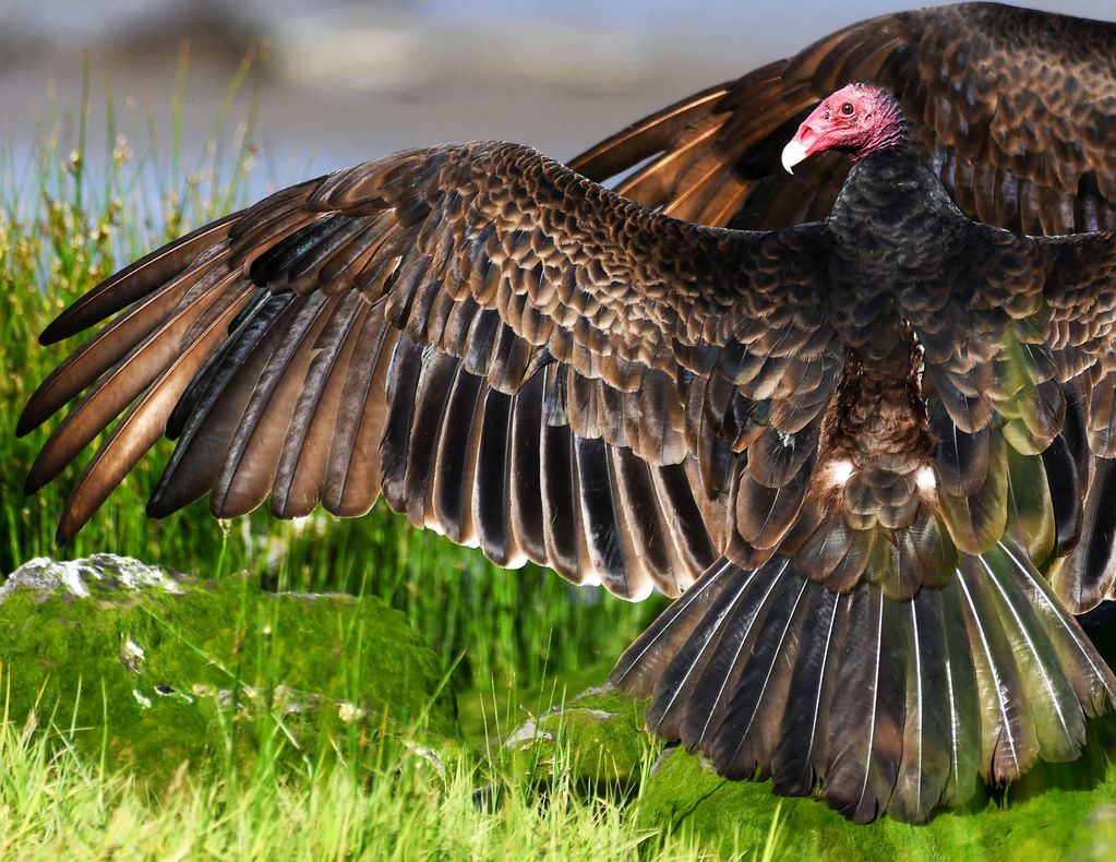 Turkey Vultures, Tim Seay Photography
