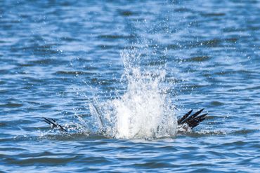 Osprey catching fish, Osprey, Carquinez Strait