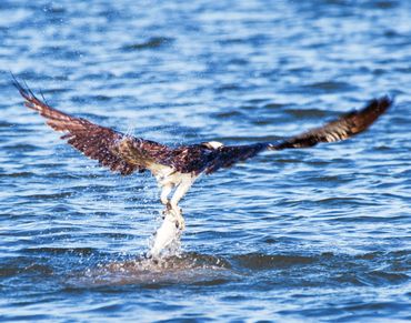 Osprey catching a fish, Osprey, Carquinez Strait