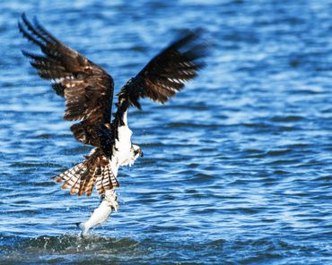 Osprey catching fish, Osprey, Carquinez Strait