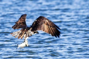 Osprey catching a fish, Osprey, Carquinez Strait