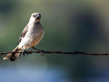 Mockingbird, Pickleweed Trail, Radke Martinez Regional Shoreline Park