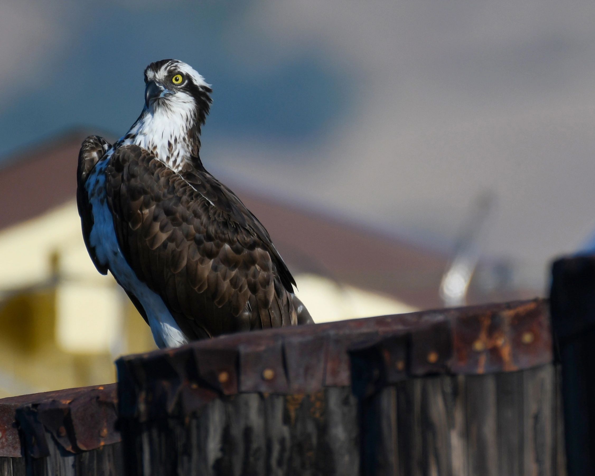 Juvenile Osprey at the Martinez Pier