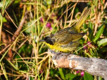 Common Yellowthroat, Pickleweed Trail, Radke Martinez Regional Shoreline Park