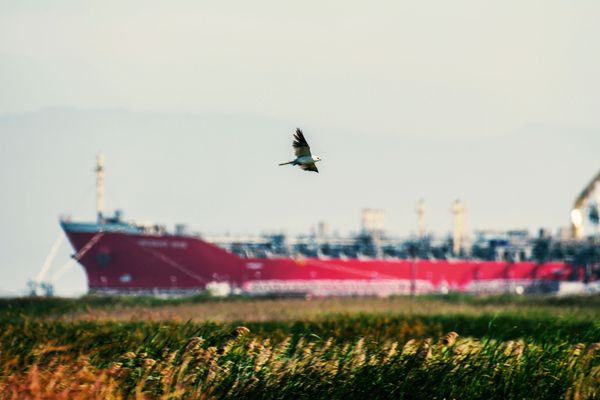 A bird flies over tall grass with a large red ship in the background.