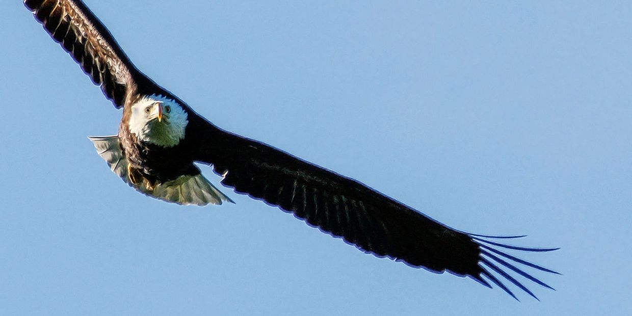 Bald Eagle in flight at Lake Natoma in Folsom, California