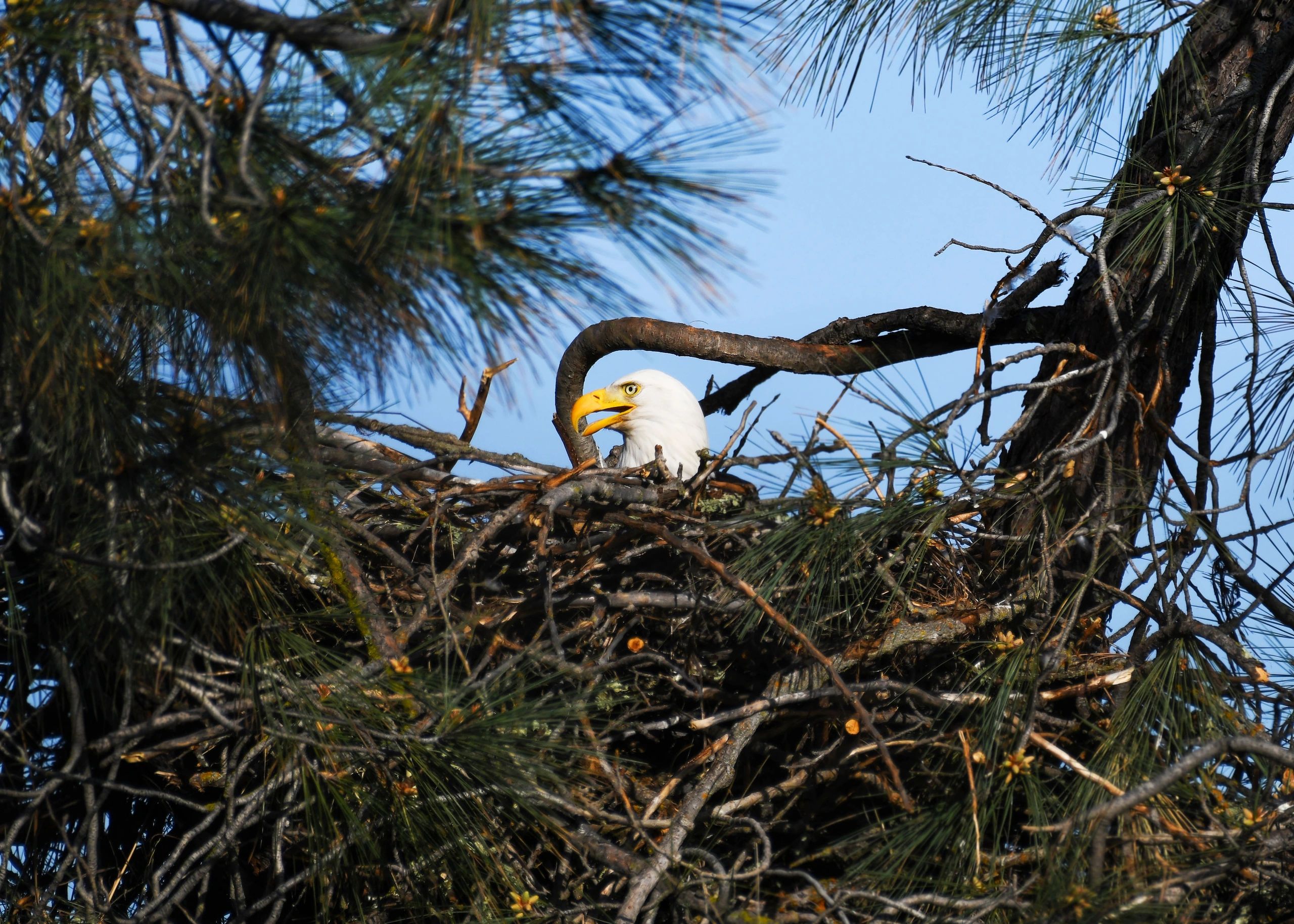 Bald Eagle in nest at Lake Natoma