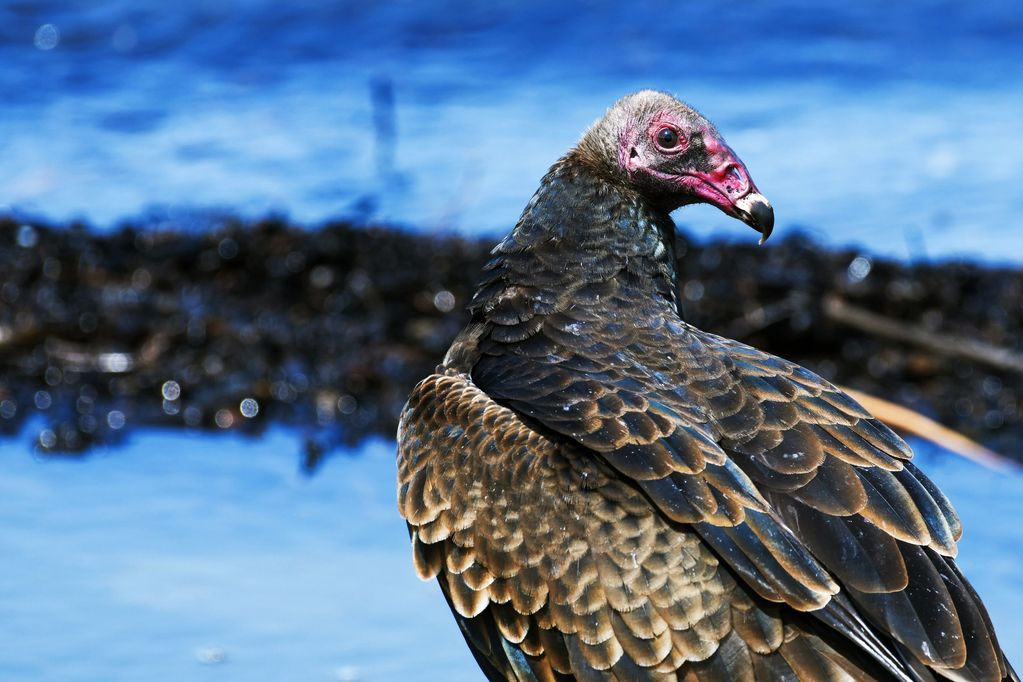 Turkey Vulture, Tim Seay Photography