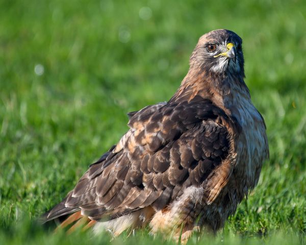 Red-tailed Hawk in the grass at Radke Martinez regional Shoreline Park