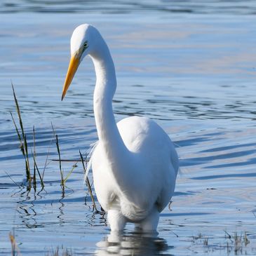 Great Egret wading in the Carquinez Strait
