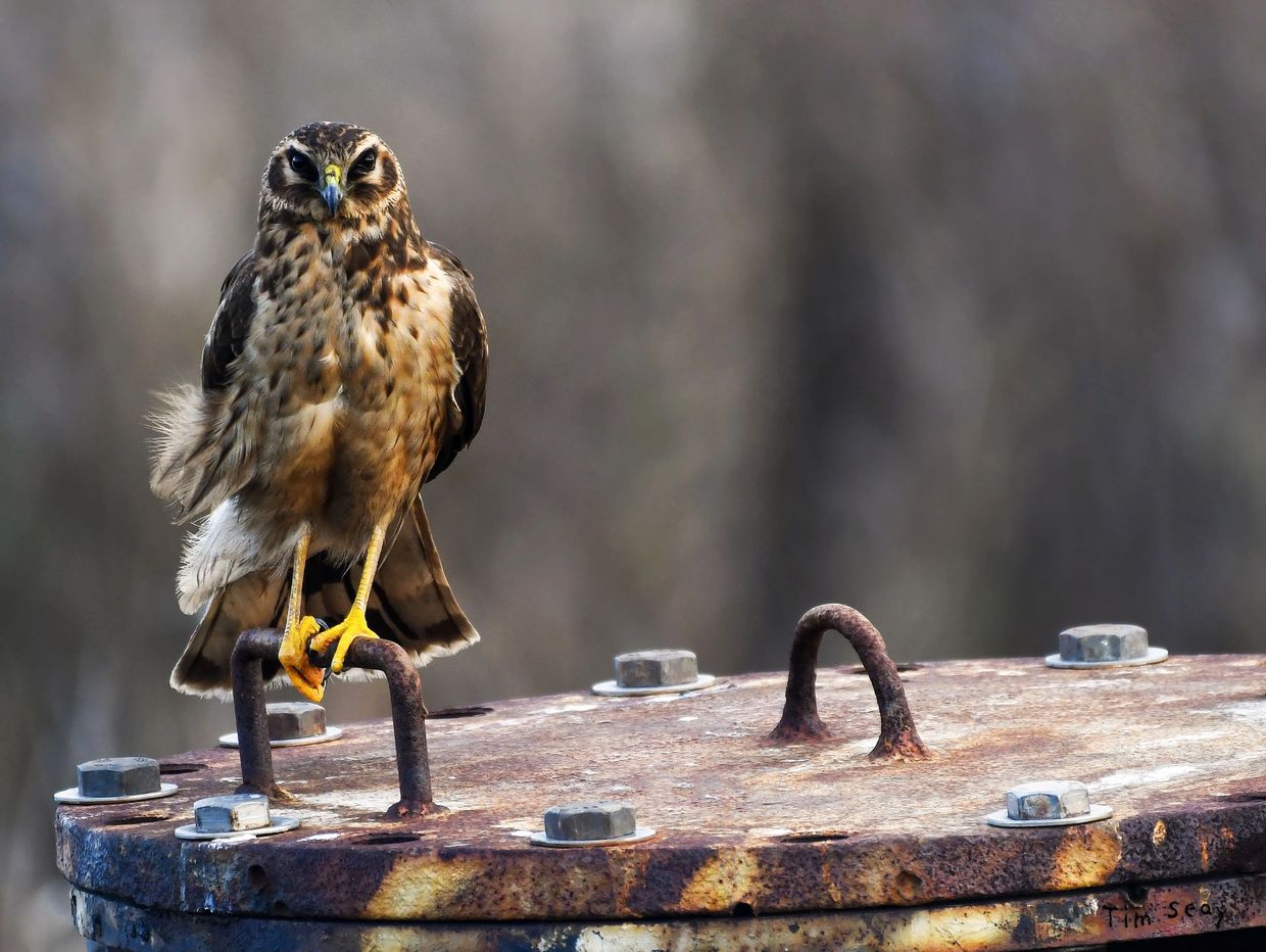 Northern Harrier perched on a water pipe cover at Pacheco Marsh