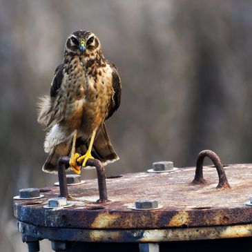 Northern Harrier perched on a water pipe cover at Pacheco Marsh