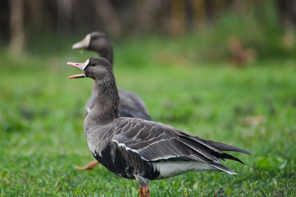 Greater White-fronted Geese on the grass at Radke Park