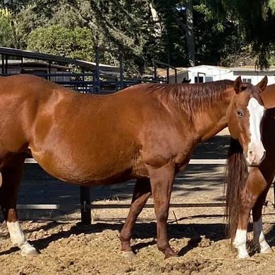 A brown horse with a white face and white legs standing in a dirt paddock.
