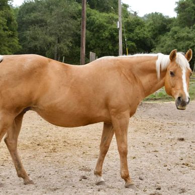 A tan horse with a white mane standing outdoors on dirt ground.