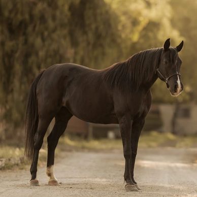 A black horse standing on a dirt path with a blurred background.