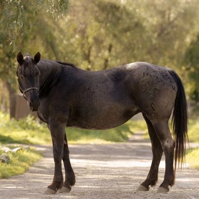 A gray horse standing on a sunlit path surrounded by greenery.