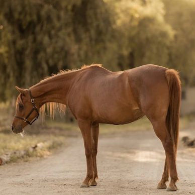 A brown horse standing on a dirt path in warm sunlight.