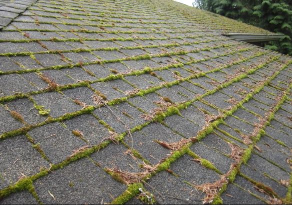 Moss removal services and roof washing services in near me