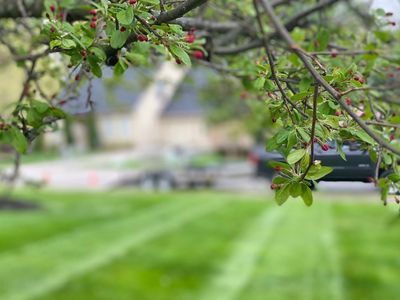 Maintenance free lawn care at an affordable price.