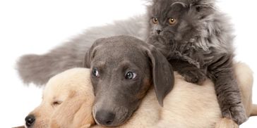 A cat and two dogs cuddling together.