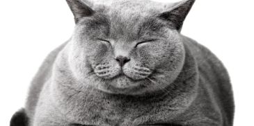 Content gray cat with closed eyes.