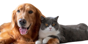 Golden retriever and gray cat lying together.