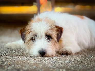 Cute dog lying down and looking at the camera.