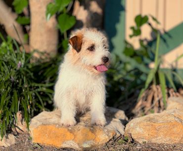 Small white puppy sitting on a rock outdoors.