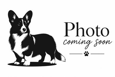 Red male Pembroke Welsh Corgi