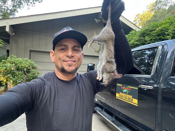 rat infestation cleanup services