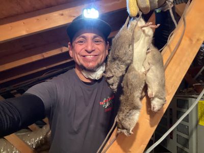 mice removal companies Las Vegas