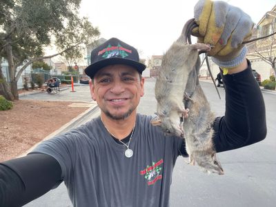 professional mice control services
