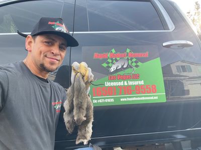 rat removal and cleanup