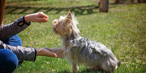enseñar a perro a coruña